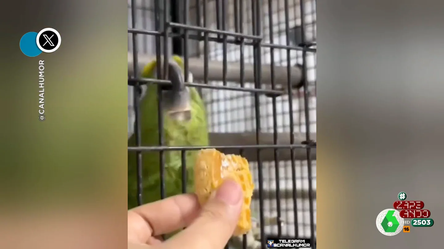 El aparatoso accidente de un loro mientras su dueño lo alimentaba El aparatoso accidente de un loro mientras su dueño lo alimentaba