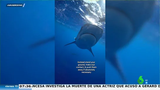 Esto es lo que debes hacer (y lo que no) si te cruzas con un tiburón mientras buceas Esto es lo que debes hacer (y lo que no) si te cruzas con un tiburón mientras buceas