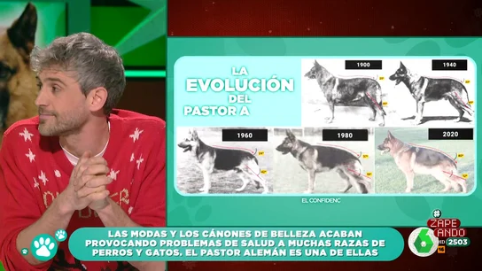 ¿Cómo han afectado las modas estéticas a los pastores alemanes? El veterinario Víctor Algra lo explica en Zapeando ¿Cómo han afectado las modas estéticas a los pastores alemanes? El veterinario Víctor Algra lo explica en Zapeando