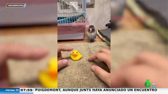 El agaporni 'psicópata' que 'asesina' a un patito de goma para recibir él las caricias de su dueño El agaporni 'psicópata' que 'asesina' a un patito de goma para recibir él las caricias de su dueño