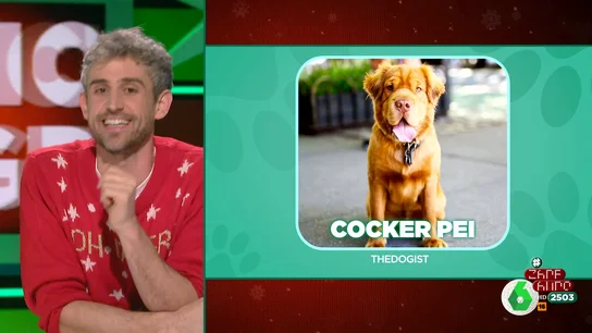 Maltipoo, labradoodle o cocker-pei: el veterinario Víctor Algra habla sobre una nueva tendencia en el mundo de las mascotas Maltipoo, labradoodle o cocker-pei: el veterinario Víctor Algra habla sobre una nueva tendencia en el mundo de las mascotas