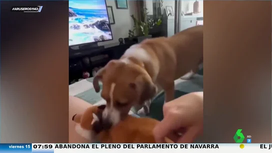La reacción de un perro que se pone celoso de un peluche con el que juega su dueño La reacción de un perro que se pone celoso de un peluche con el que juega su dueño