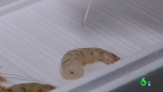 Langostino Langostino