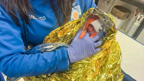 Hallan un bebé vivo aún con el cordón umbilical en un contenedor de Los Palacios, en Sevilla Hallan un bebé vivo aún con el cordón umbilical en un contenedor de Los Palacios, en Sevilla