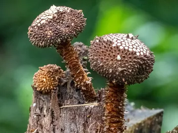 Descubiertas en Brasil dos nuevas especies de hongos del genero Tulostoma Descubiertas en Brasil dos nuevas especies de hongos del genero Tulostoma