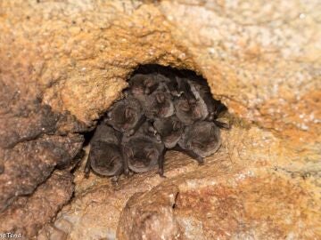 murciélagos de cueva, plaga