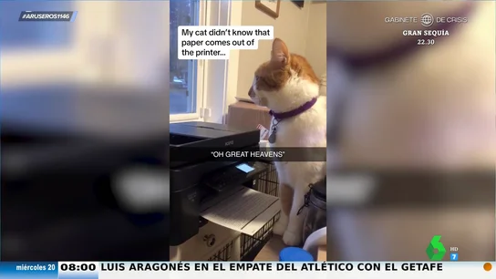 El tremendo susto que se lleva un gato cuando la impresora termina de imprimir una hoja y la 'escupe' El tremendo susto que se lleva un gato cuando la impresora termina de imprimir una hoja y la 'escupe'