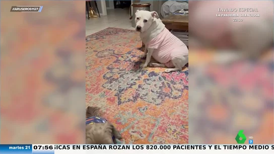 La cara viral de un perro cuando le ponen un pijama que no es de su talla La cara viral de un perro cuando le ponen un pijama que no es de su talla