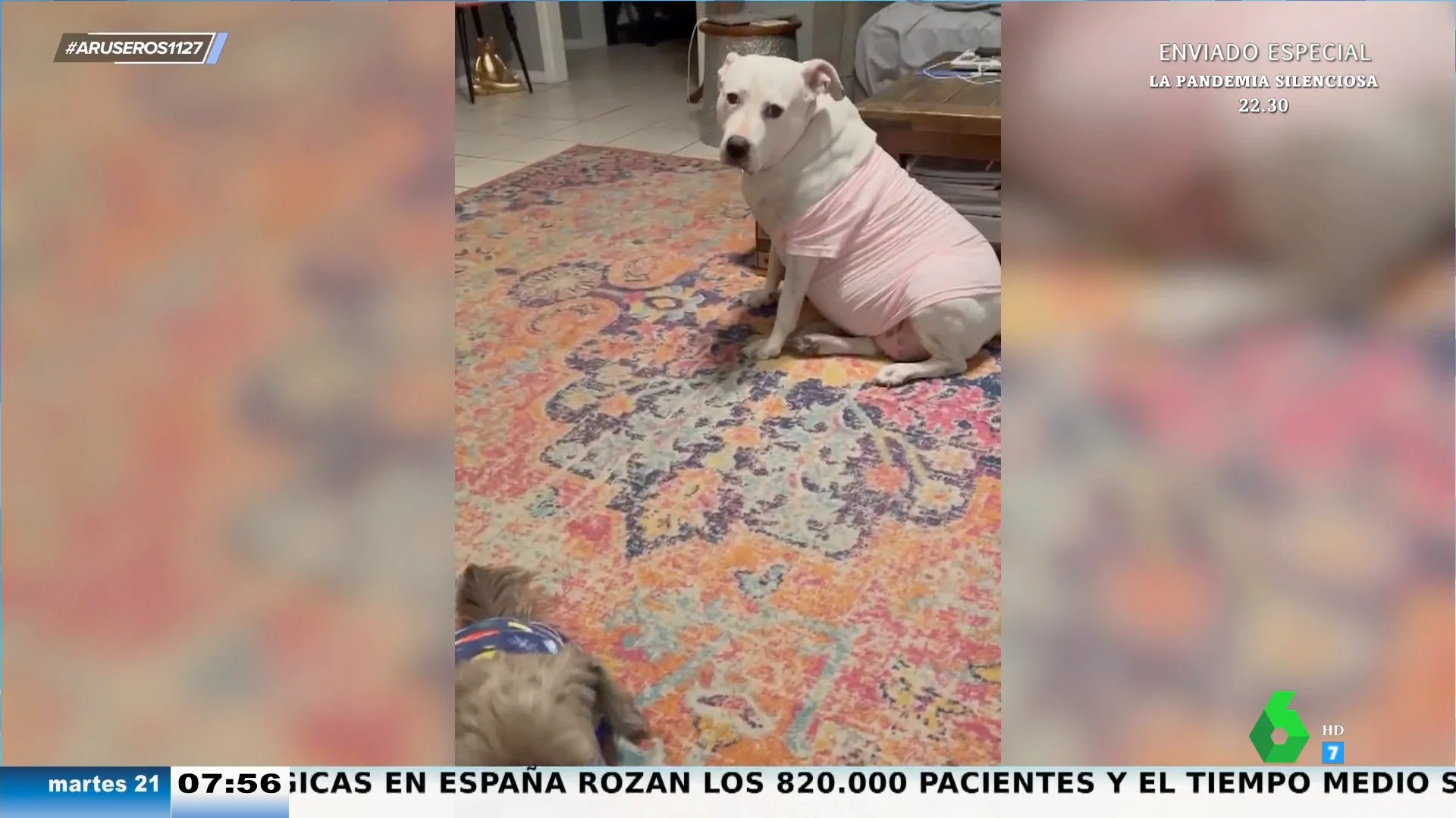 La cara viral de un perro cuando le ponen un pijama que no es de su talla