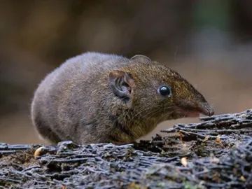 especie de erizo especie de erizo