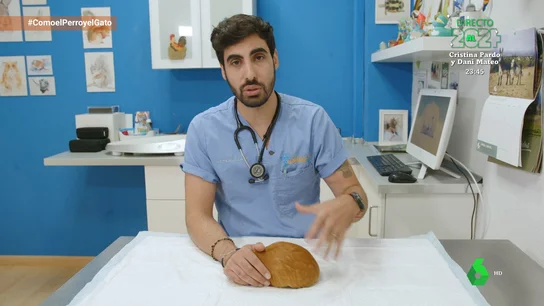 Los quistes ováricos, una patología del aparato reproductor común en cobayas Los quistes ováricos, una patología del aparato reproductor común en cobayas