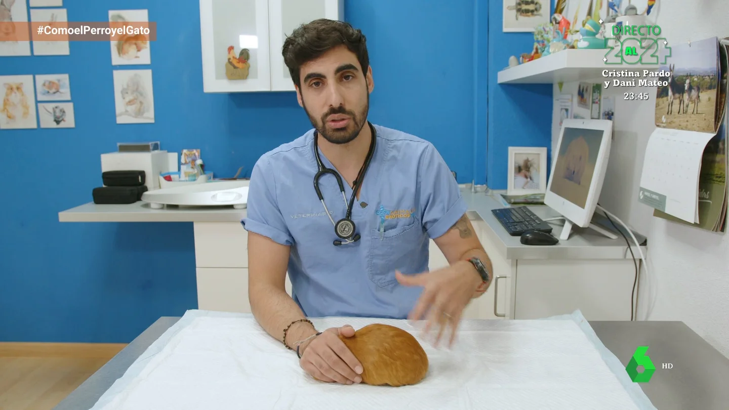 Los quistes ováricos, una patología del aparato reproductor común en cobayas Los quistes ováricos, una patología del aparato reproductor común en cobayas