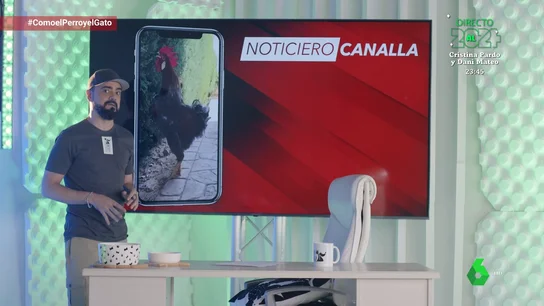 Cotorras con nombre propio y el toro de media tonelada que viaja de copiloto Cotorras con nombre propio y el toro de media tonelada que viaja de copiloto