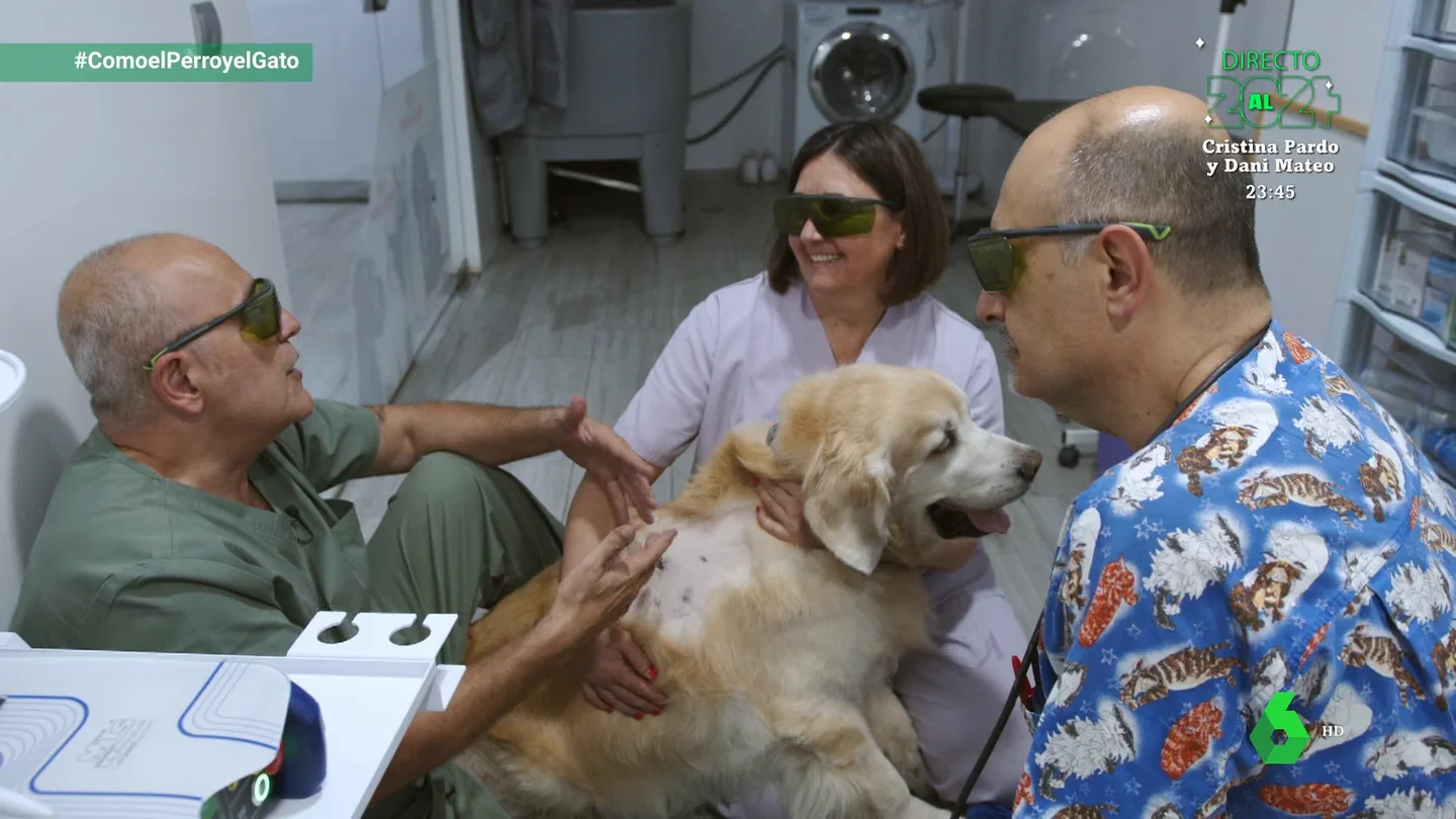 Así ayuda la terapia láser a las lesiones por mordisco de este golden retriever Así ayuda la terapia láser a las lesiones por mordisco de este golden retriever