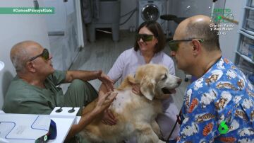 Así ayuda la terapia láser a las lesiones por mordisco de este golden retriever