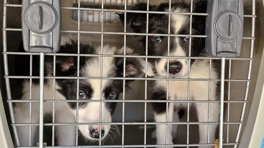 Desarticulada una organización criminal dedicada a la cría y venta ilegal de cachorros en Madrid y Girona Desarticulada una organización criminal dedicada a la cría y venta ilegal de cachorros en Madrid y Girona