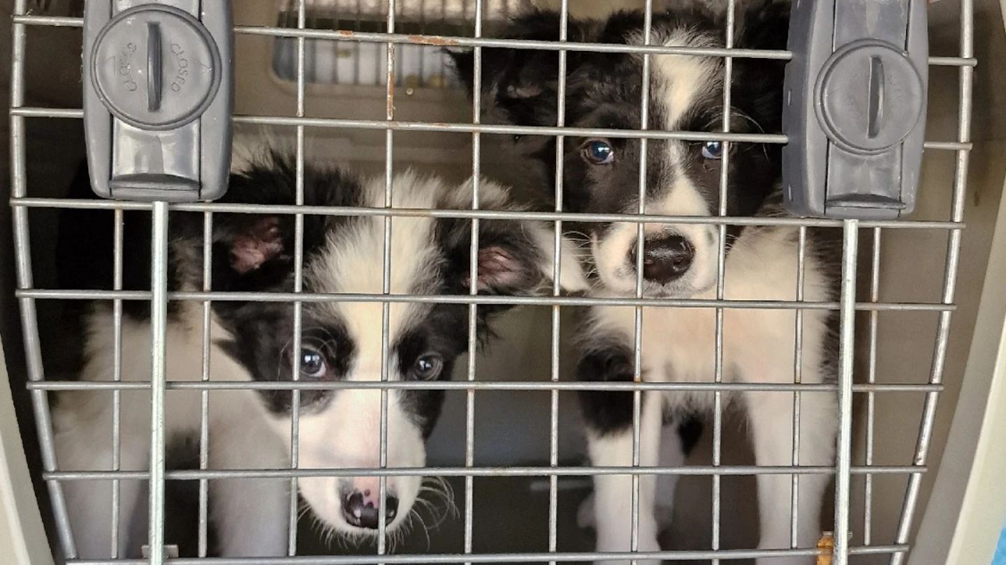 Desarticulada una organización criminal dedicada a la cría y venta ilegal de cachorros en Madrid y Girona Desarticulada una organización criminal dedicada a la cría y venta ilegal de cachorros en Madrid y Girona