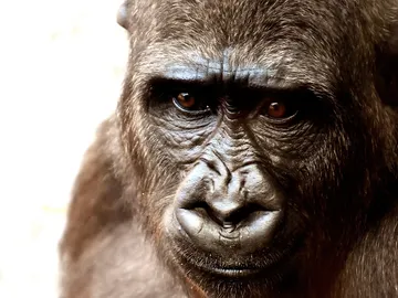 primate primate