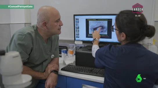 El “micro lijado” con diamantes en oftalmología veterinaria para heridas en la córnea El “micro lijado” con diamantes en oftalmología veterinaria para heridas en la córnea