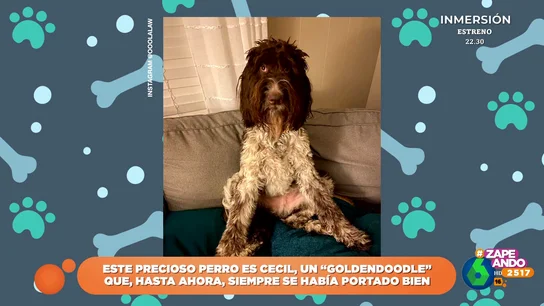 Un perro se come 4.000 dólares de sus dueños: así fue el minucioso y apestoso trabajo para recuperar el dinero "Da pereza ir a sacar dinero al cajero como para sacárselo del ojete al perro", comenta Quique Peinado, que en este vídeo analiza el curioso caso del goldendoodle que se comió 4.000 dólares que sus dueños tenían en la cocina.