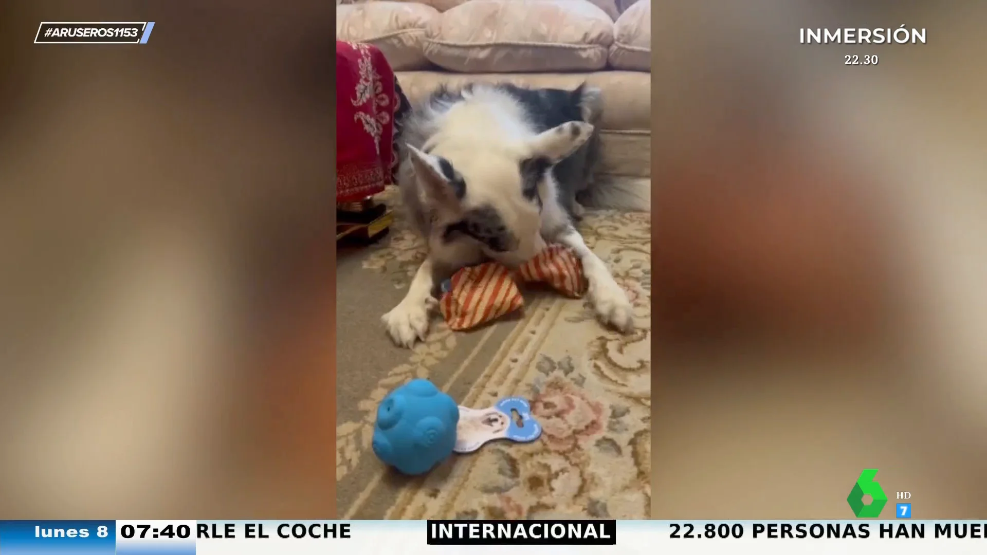 El vídeo viral en el que un perro abre su propio regalo el Día de Reyes