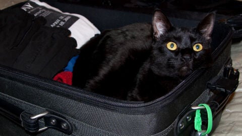 Viajar al extranjero con mascotas