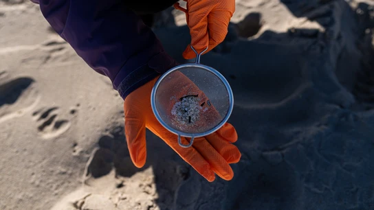 Voluntarios hacen una recogida de pellets de la arena, Galicia, a 7 de enero de 2024, en A Coruña, Galicia Voluntarios hacen una recogida de pellets de la arena, Galicia, a 7 de enero de 2024, en A Coruña, Galicia