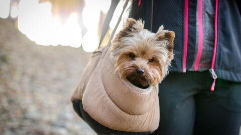 Viajar con mascotas