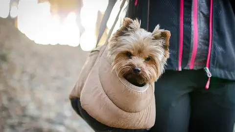Viajar con mascotas Viajar con mascotas