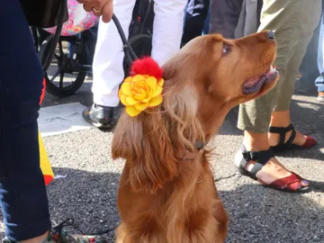 Perro con flores en Madrid Perro con flores en Madrid