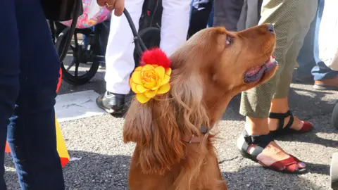 Perro con flores en Madrid Perro con flores en Madrid