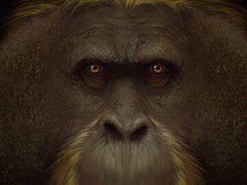 Resuelto el misterio de la extincion del mayor primate conocido