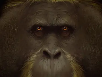 Resuelto el misterio de la extincion del mayor primate conocido Resuelto el misterio de la extincion del mayor primate conocido