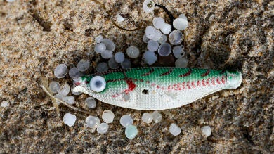 Un pez sint&eacute;tico, empleado como se&ntilde;uelo de pesca, entre varios pellets de pl&aacute;stico en la playa de Ber, del concello coru&ntilde;&eacute;s de Pontedeume.