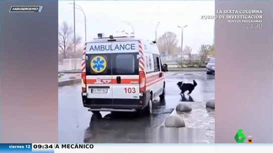 Un perro persigue a la ambulancia en la que están llevando a su dueño al hospital hasta que le permiten subir Un perro persigue a la ambulancia en la que están llevando a su dueño al hospital hasta que le permiten subir