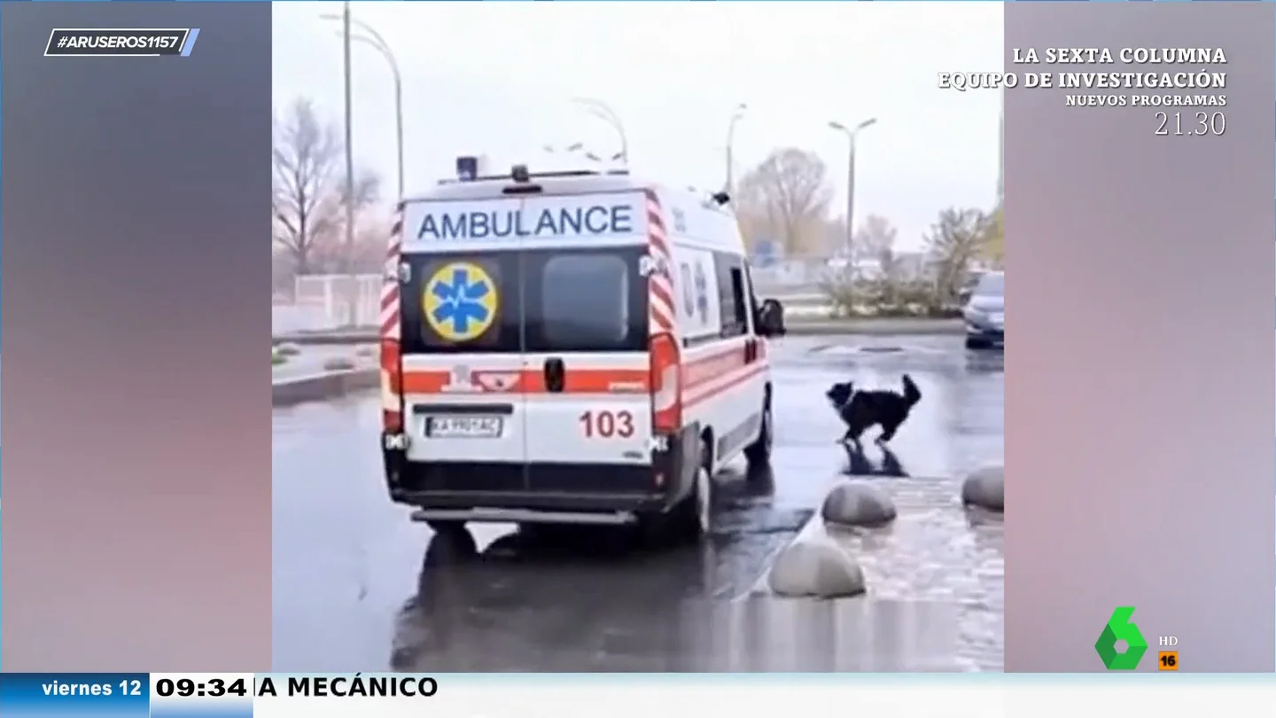Un perro persigue a la ambulancia en la que están llevando a su dueño al hospital hasta que le permiten subir Un perro persigue a la ambulancia en la que están llevando a su dueño al hospital hasta que le permiten subir