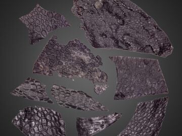 Encuentran la piel fosilizada más antigua de la historia: tiene casi 300 millones de años