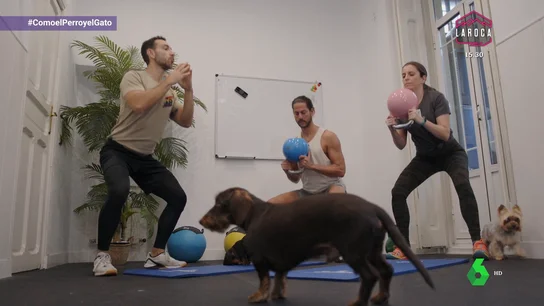 Ponte “fit” junto a tu perro y los dos teckel del entrenador más petfriendly de Madrid Ponte “fit” junto a tu perro y los dos teckel del entrenador más petfriendly de Madrid