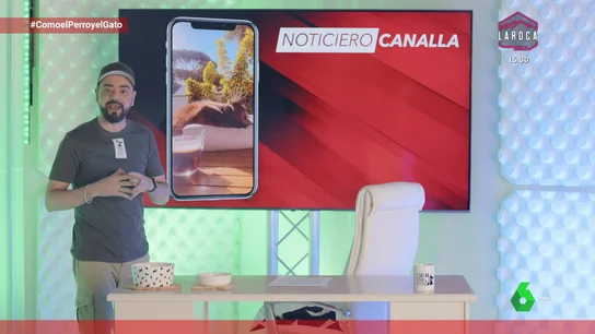 Gatos clonados en China y el australiano que mordió en el ojo a un cocodrilo Gatos clonados en China y el australiano que mordió en el ojo a un cocodrilo