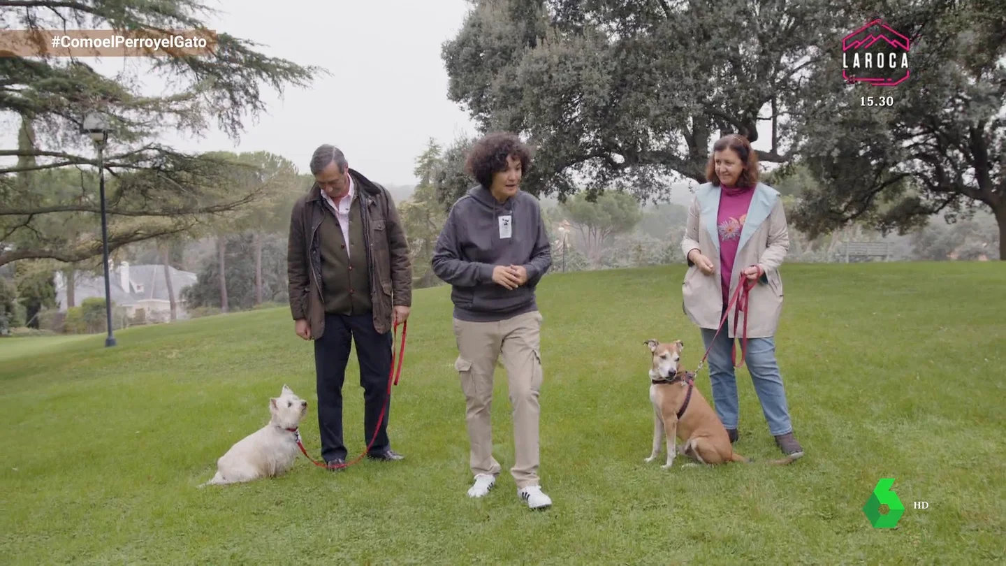 Tener amigos hace más feliz y educado a tu perro ¡te enseñamos cómo! Tener amigos hace más feliz y educado a tu perro ¡te enseñamos cómo!