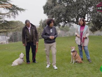 Tener amigos hace m&aacute;s feliz y educado a tu perro &iexcl;te ense&ntilde;amos c&oacute;mo!