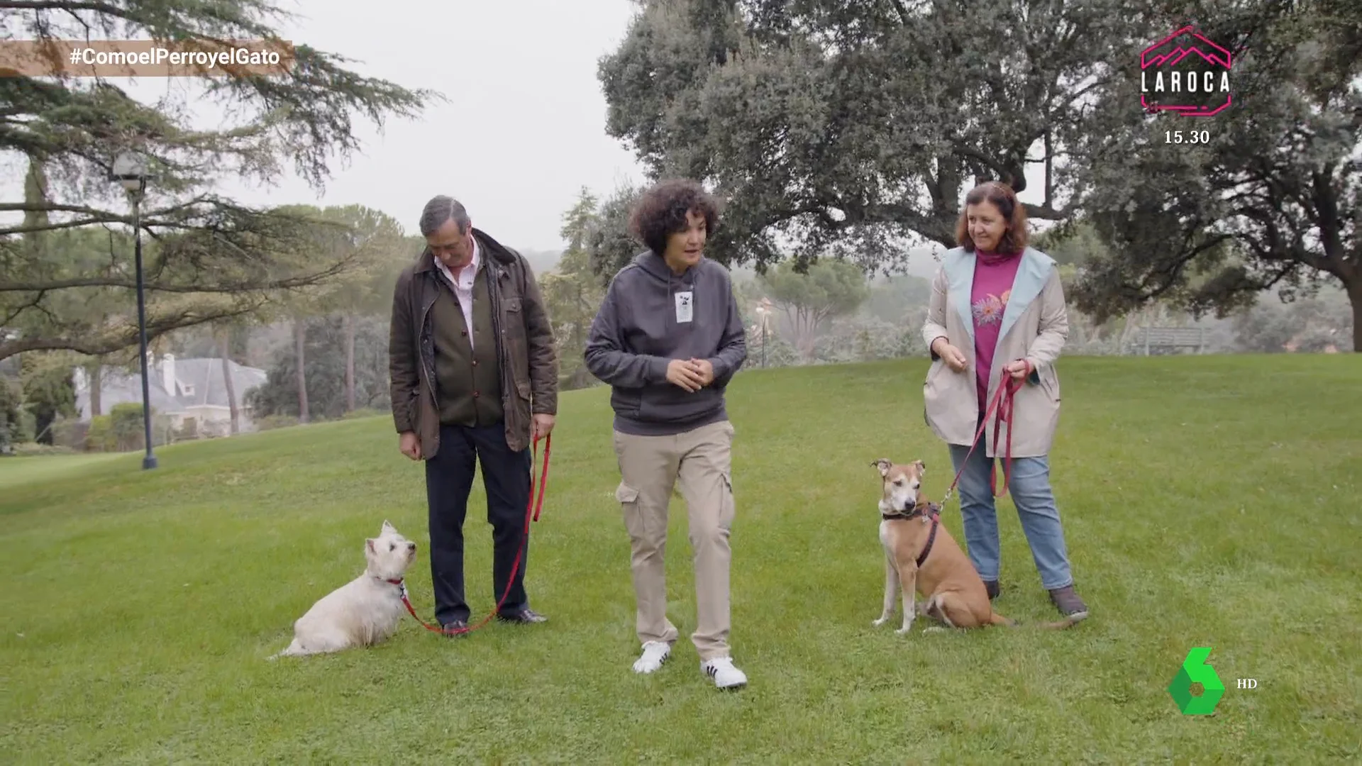 Tener amigos hace más feliz y educado a tu perro ¡te enseñamos cómo!