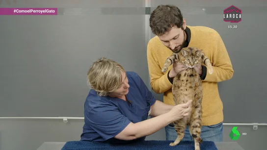 La atopia en gatos: una patología de difícil diagnóstico pero de exitoso tratamiento La atopia en gatos: una patología de difícil diagnóstico pero de exitoso tratamiento