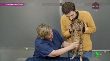 La atopia en gatos: una patología de difícil diagnóstico pero de exitoso tratamiento