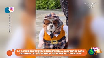 "No se puede estar más triste": la expresiva cara del perro de Courteney Cox cuando le pone un disfraz