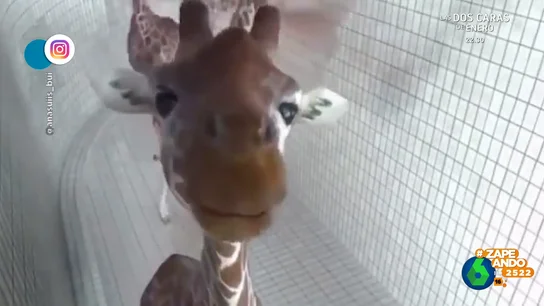 El curioso comportamiento de una jirafa al descubrir una cámara de vigilancia El curioso comportamiento de una jirafa al descubrir una cámara de vigilancia