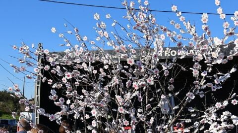 Flor del almendro
