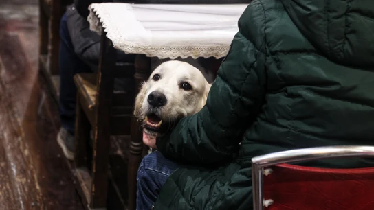Un perro durante el ‘Concierto Candestino’, en la iglesia de San Antón, a 14 de enero de 2024, en Madrid (España). Un perro durante el ‘Concierto Candestino’, en la iglesia de San Antón, a 14 de enero de 2024, en Madrid (España).