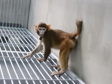 Retro, el mono clonado que acerca la posibilidad de hacer copias de los seres humanos