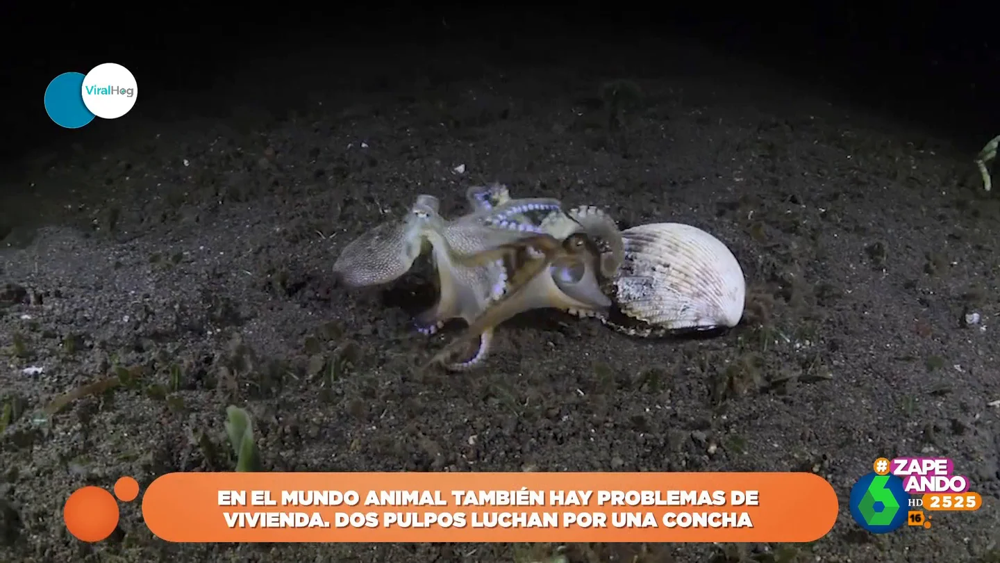 El problema de la vivienda llega al mundo marino: la pelea de dos pulpos por una concha El problema de la vivienda llega al mundo marino: la pelea de dos pulpos por una concha
